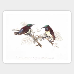 Purple Sunbirds by Elizabeth Gwillim Sticker